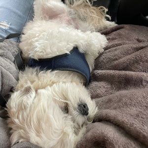 Meet your Posher, Janelle